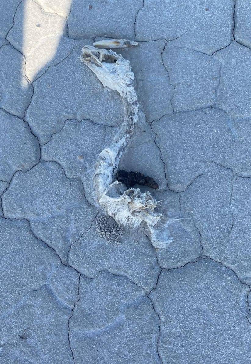 Konya’nın flamingo cennetinden acı haber 7